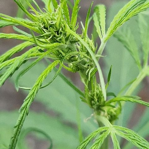 Ostsee Hanf growlog timeline photo