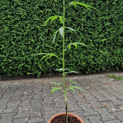 Ostsee Hanf growlog timeline photo