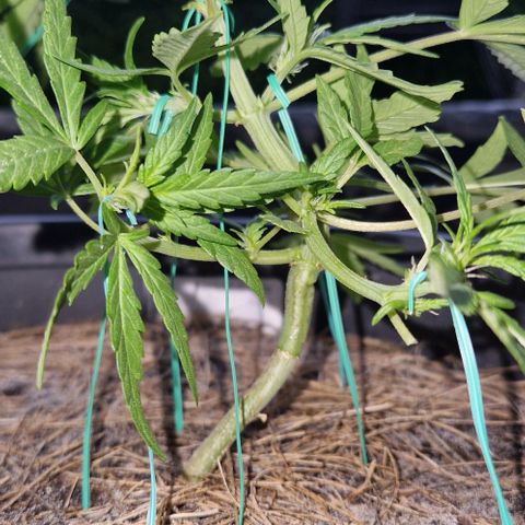 Apricot Gorilla Auto growlog timeline photo
