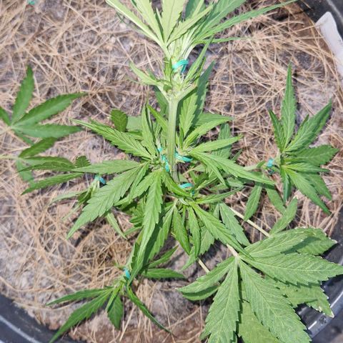 Apricot Gorilla Auto growlog timeline photo