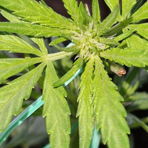 Apricot Gorilla Auto growlog timeline photo