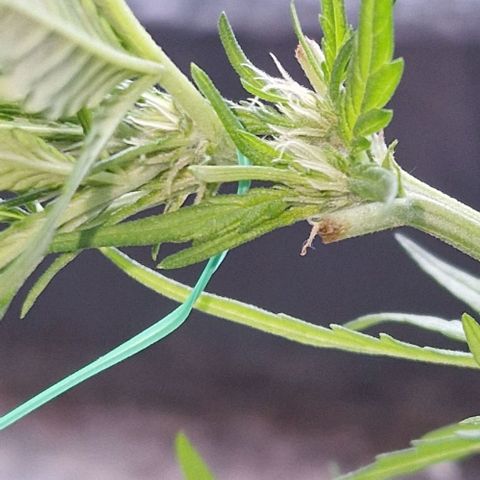 Apricot Gorilla Auto growlog timeline photo