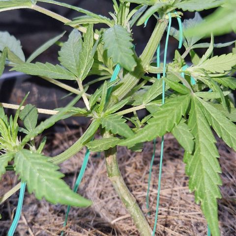 Apricot Gorilla Auto growlog timeline photo