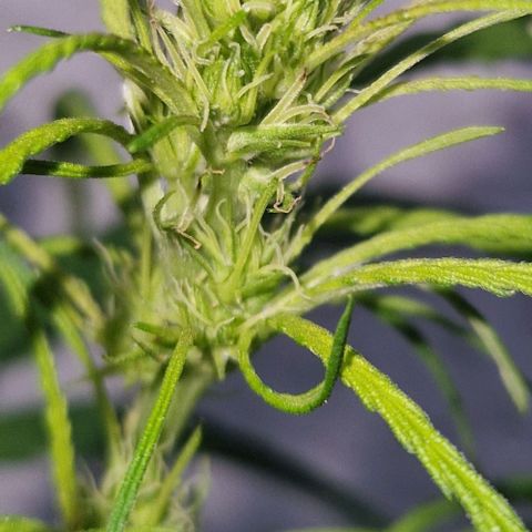 Ostsee Hanf growlog timeline photo