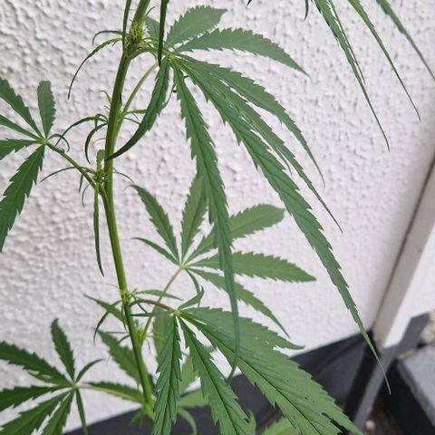 Ostsee Hanf growlog timeline photo