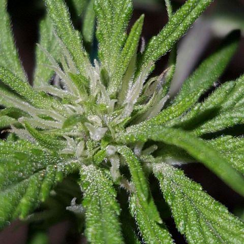 Apricot Gorilla Auto growlog timeline photo