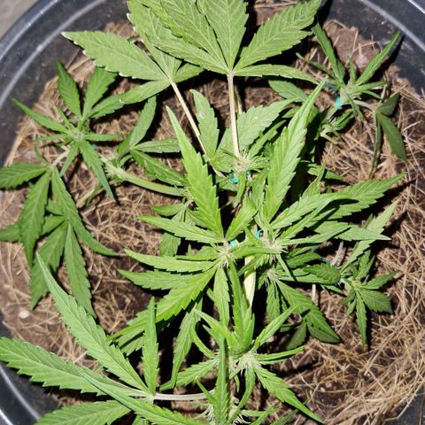 Apricot Gorilla Auto growlog timeline photo