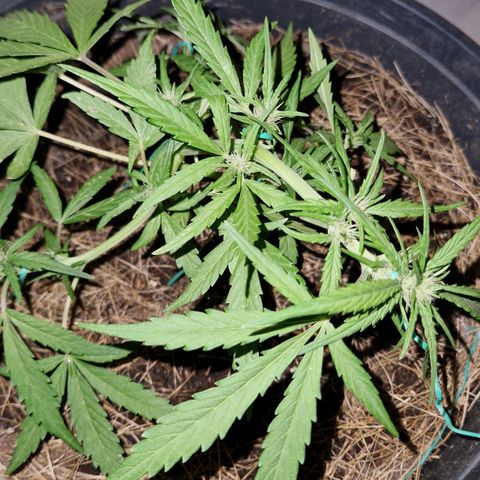 Apricot Gorilla Auto growlog timeline photo