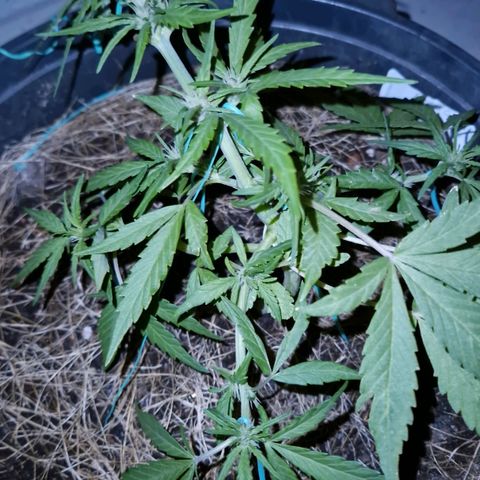 Apricot Gorilla Auto growlog timeline photo