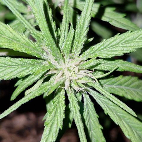 Apricot Gorilla Auto growlog timeline photo