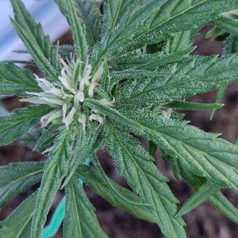 Apricot Gorilla Auto growlog timeline photo