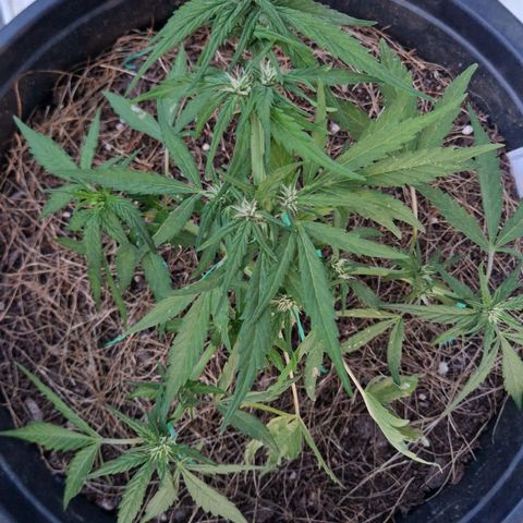 Apricot Gorilla Auto growlog timeline photo