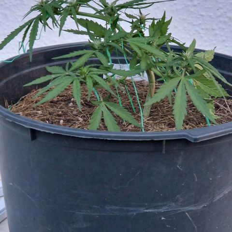 Apricot Gorilla Auto growlog timeline photo