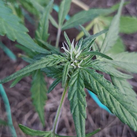 Apricot Gorilla Auto growlog timeline photo