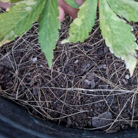 Apricot Gorilla Auto growlog timeline photo
