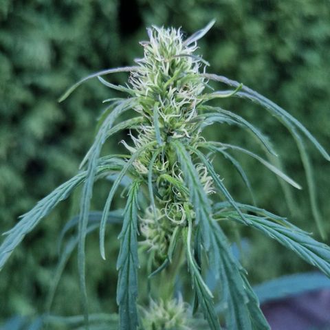 Ostsee Hanf growlog timeline photo