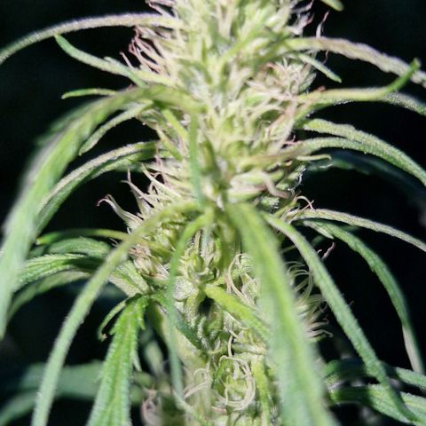 Ostsee Hanf growlog timeline photo