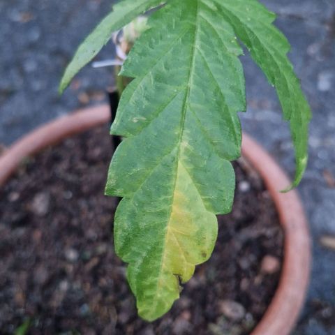 Ostsee Hanf growlog timeline photo