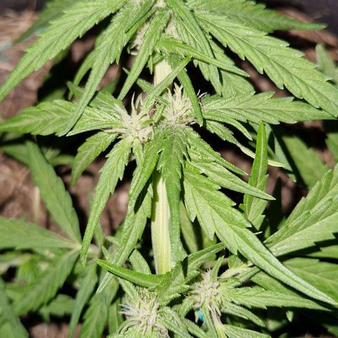 Apricot Gorilla Auto growlog timeline photo