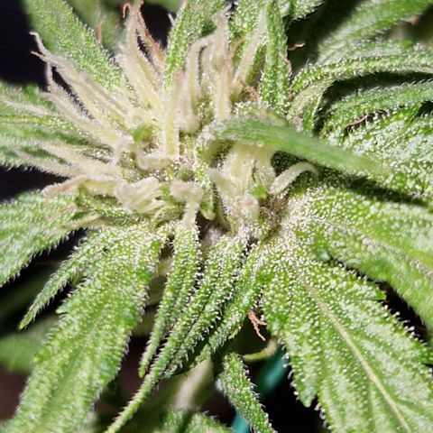 Apricot Gorilla Auto growlog timeline photo