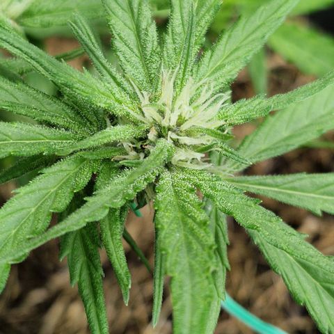 Apricot Gorilla Auto growlog timeline photo