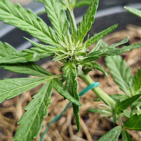 Apricot Gorilla Auto growlog timeline photo
