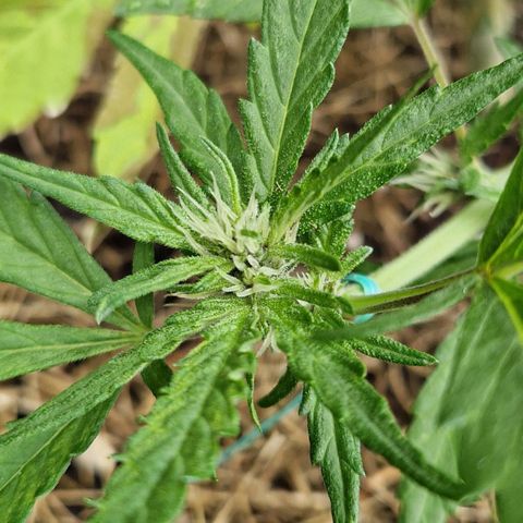 Apricot Gorilla Auto growlog timeline photo