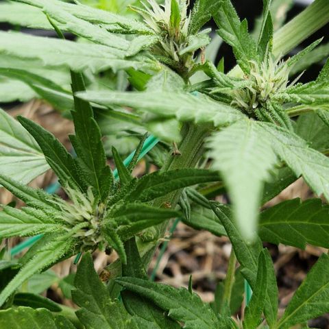 Apricot Gorilla Auto growlog timeline photo