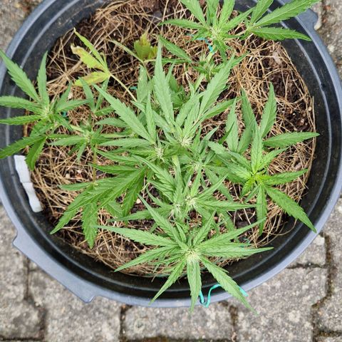 Apricot Gorilla Auto growlog timeline photo