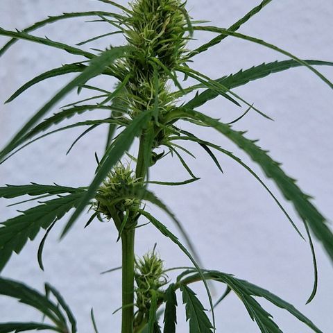 Ostsee Hanf growlog timeline photo