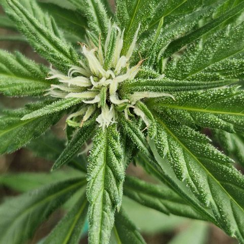 Apricot Gorilla Auto growlog timeline photo