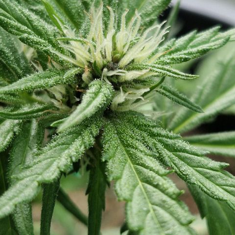 Apricot Gorilla Auto growlog timeline photo