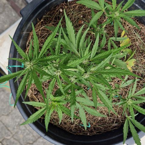 Apricot Gorilla Auto growlog timeline photo