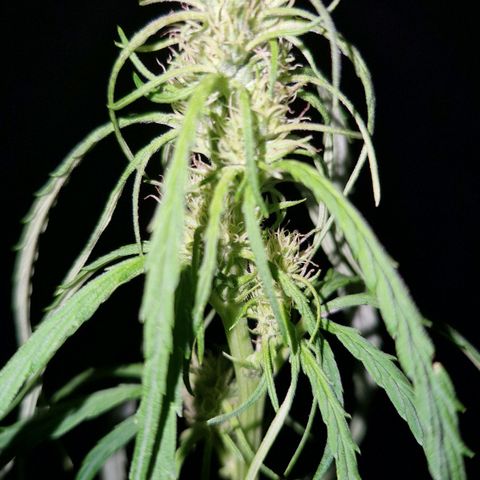 Ostsee Hanf growlog timeline photo