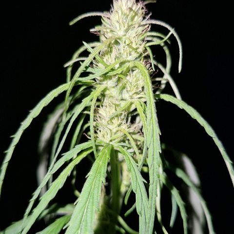 Ostsee Hanf growlog timeline photo