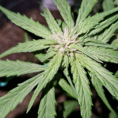 Apricot Gorilla Auto growlog timeline photo