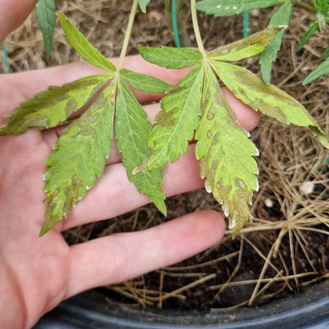 Apricot Gorilla Auto growlog timeline photo