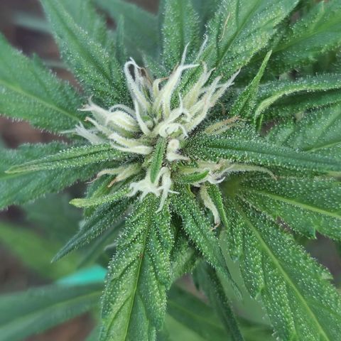 Apricot Gorilla Auto growlog timeline photo