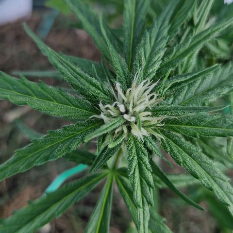Apricot Gorilla Auto growlog timeline photo