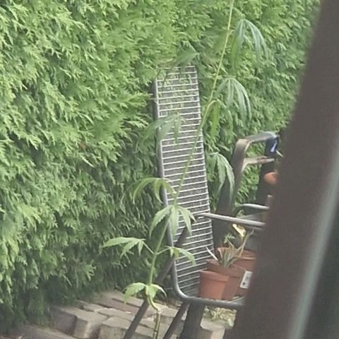 Ostsee Hanf growlog timeline photo