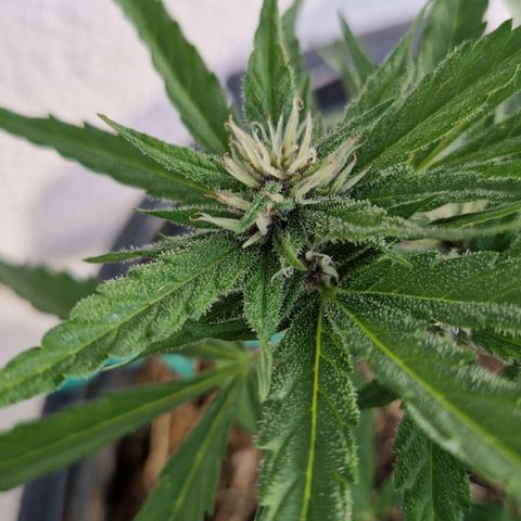 Apricot Gorilla Auto growlog timeline photo