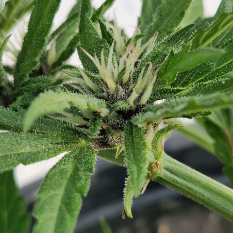 Apricot Gorilla Auto growlog timeline photo