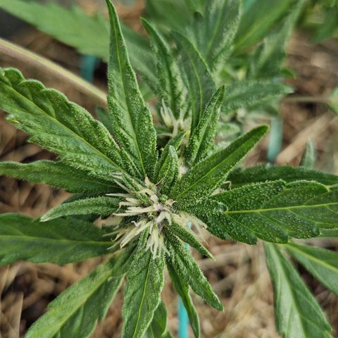 Apricot Gorilla Auto growlog timeline photo