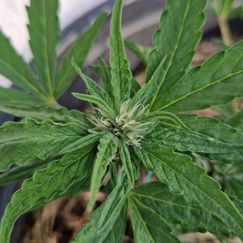 Apricot Gorilla Auto growlog timeline photo