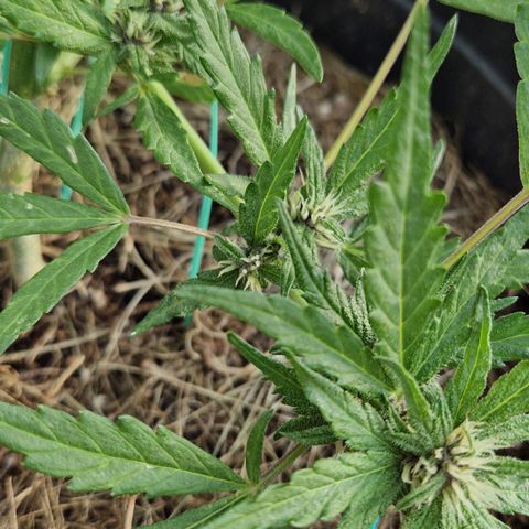 Apricot Gorilla Auto growlog timeline photo
