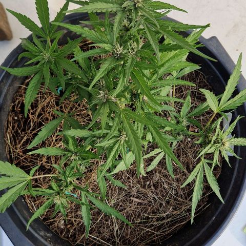 Apricot Gorilla Auto growlog timeline photo
