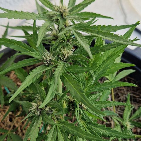 Apricot Gorilla Auto growlog timeline photo