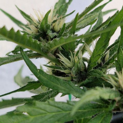 Apricot Gorilla Auto growlog timeline photo