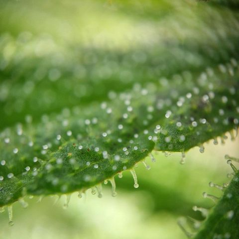 Apricot Gorilla Auto growlog timeline photo