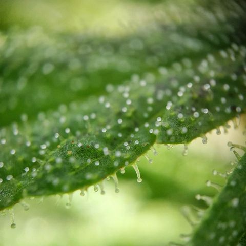 Apricot Gorilla Auto growlog timeline photo